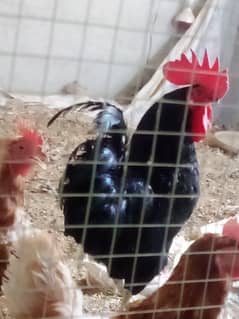 Australorp Rooster