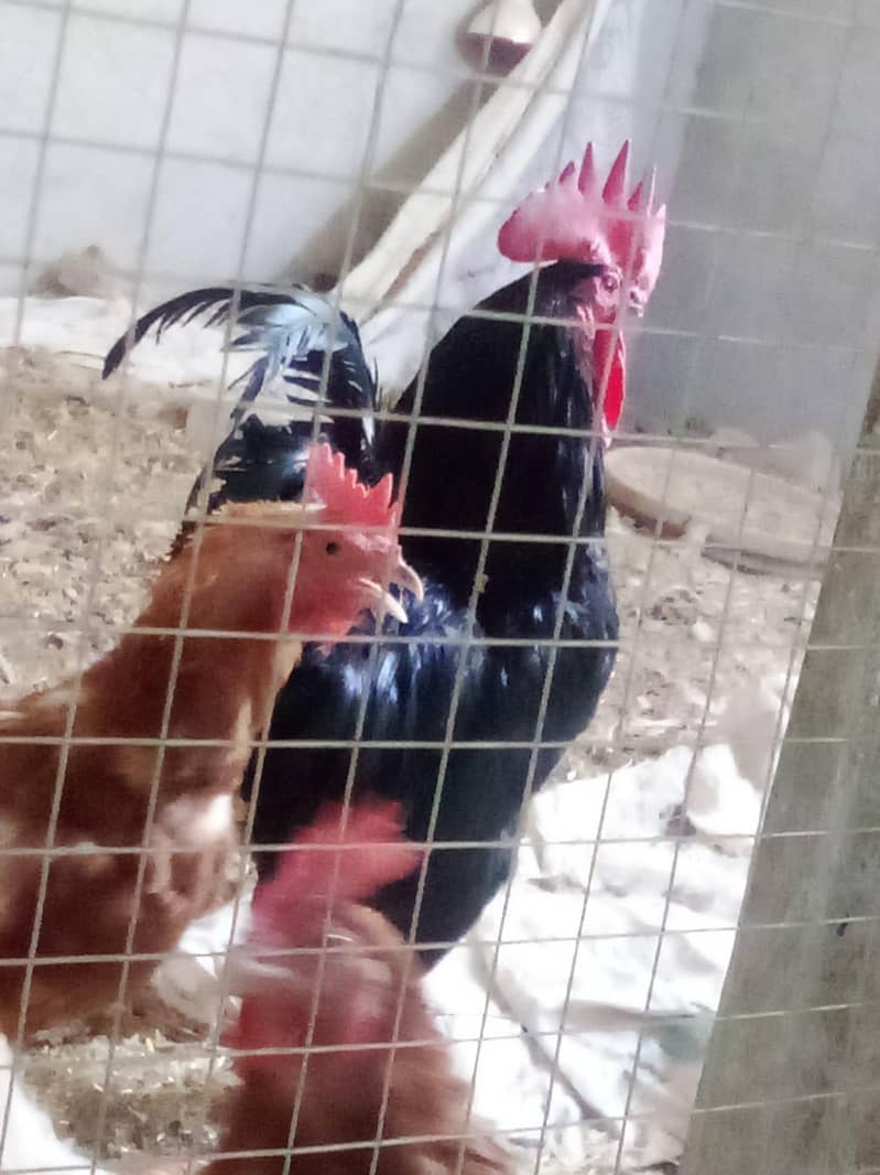 Australorp Rooster 1