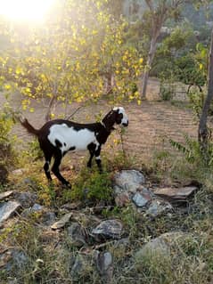 bakri