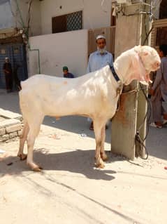 Eid bakra for Sale