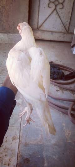 high quality hera asel patha