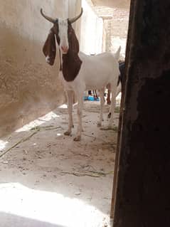 Qurbani