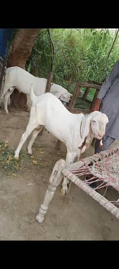 rajanpuri