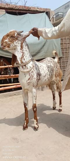 makhi cheena beautifull