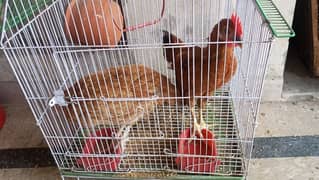 Misri hen and cock