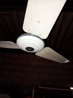 Fan