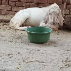 heavy weight Bakra hay3047609009
