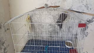 Breeder