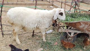 dumbay for sale