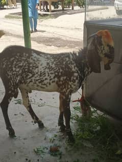 Bakra