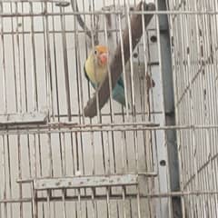 love birds for sale
