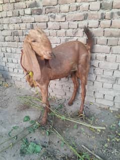 qurbani ke bakri for sale