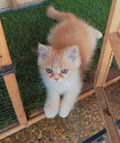 Ginger