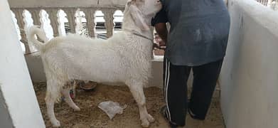 Bakra