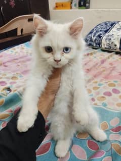 Persian triple coated punch face