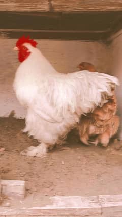 Golden Buff Female and White Buff Male