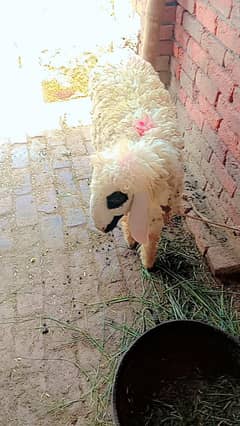 Sheep