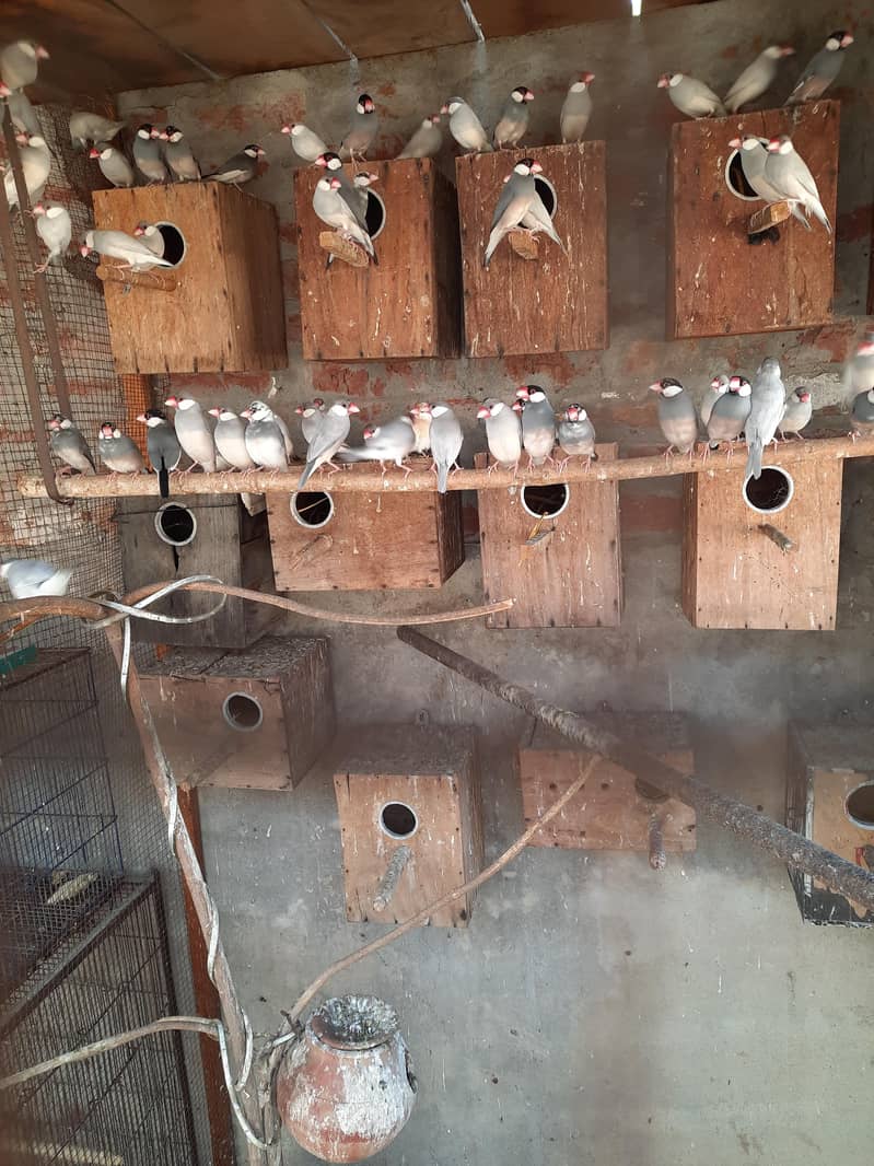 Java Sparrows 0