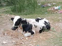 Bakra