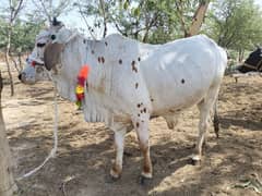 Qurbani
