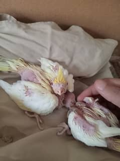 Cocktail chicks (ready for hand taming)
