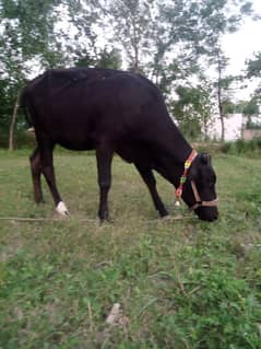 cow