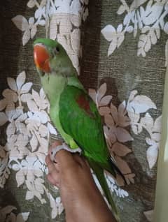 Raw chicks Age 4 month Self Big size