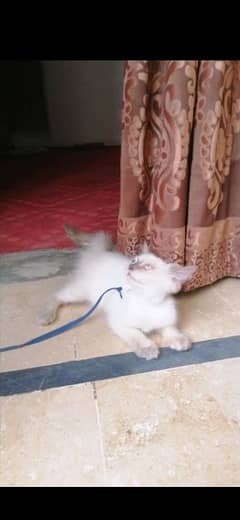 Male Kitten–Himalayan × Siamese Cross | 4 Months | Vaccinated