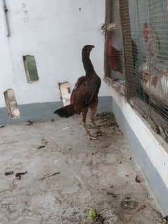 Shamoo aseel pathi