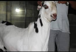 bakra