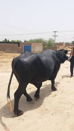 قربانی کے لئے خوب صورت جانور برائے فروخت