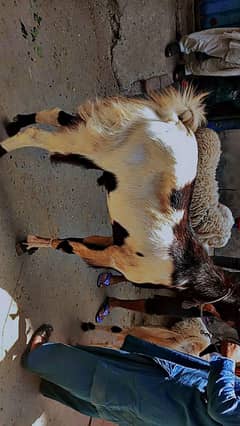 2025 ki qurbani ka liy bht ala quilty ka bakra jori