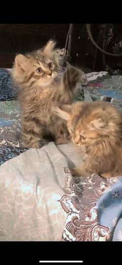 kitten doll face