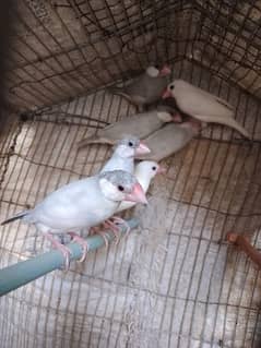 Silver java and white java pair for sale