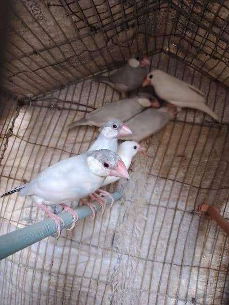 Silver java and white java pair for sale 0