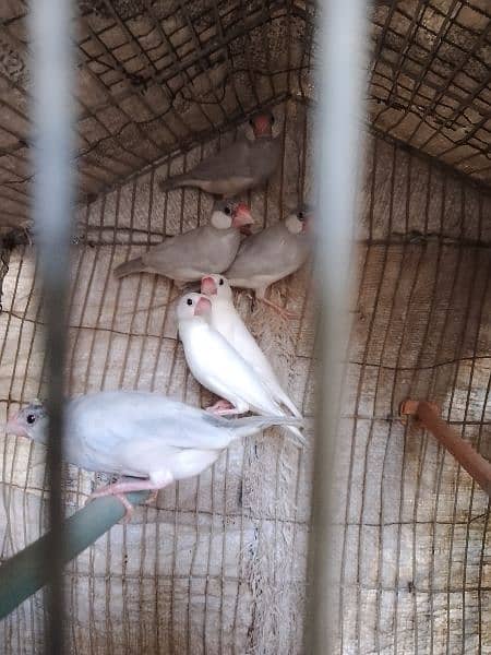 Silver java and white java pair for sale 1