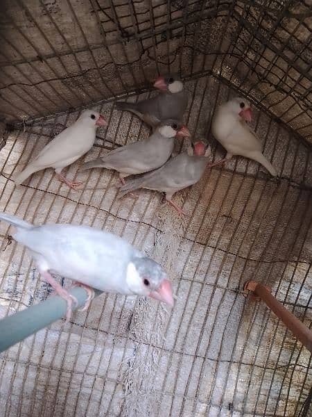 Silver java and white java pair for sale 2