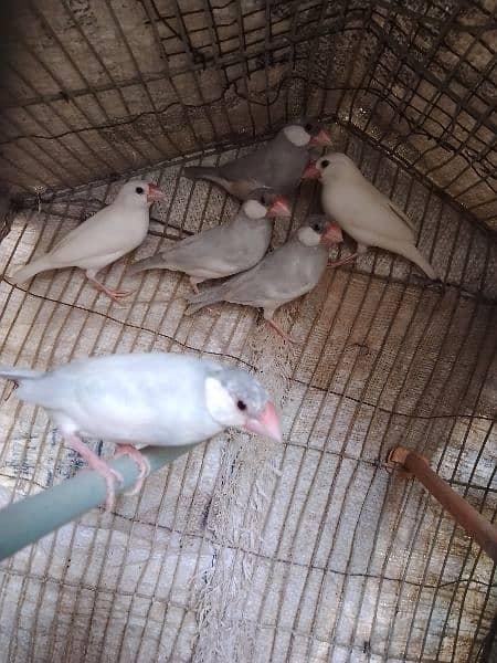 Silver java and white java pair for sale 3
