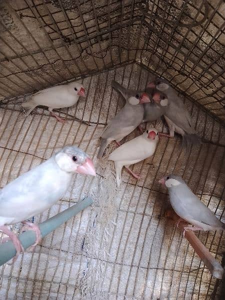 Silver java and white java pair for sale 4