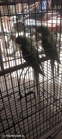 male and female parot Pahari pair