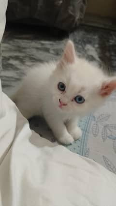 Persian kittens with odd and blue eyes