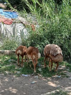 1 Sheep pure turkey balkhi