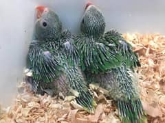 green