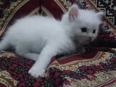 cat persion