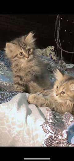 Kittens doll face