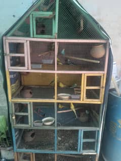 parrots.