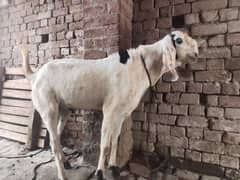 pairs of goats
