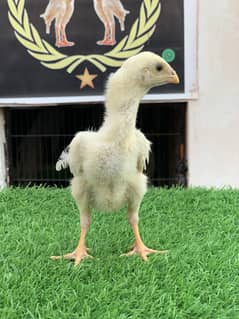 O shamo chiks