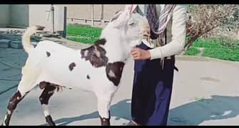 Desi abluk Bakra for sale