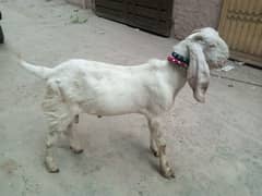 Eid k liya bakra for sale 0313-544259